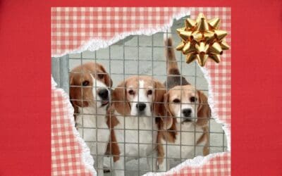 CAMPAÑA ANTIABANDONO DE ADPCA